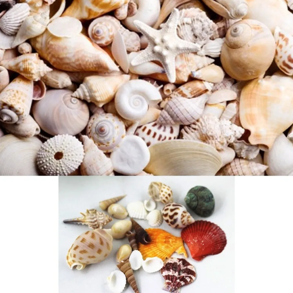 CONFEZIONE CONCHIGLIE MARE VERE ORNAMENTO PER ACQUARIO DECORAZIONI ARREDO