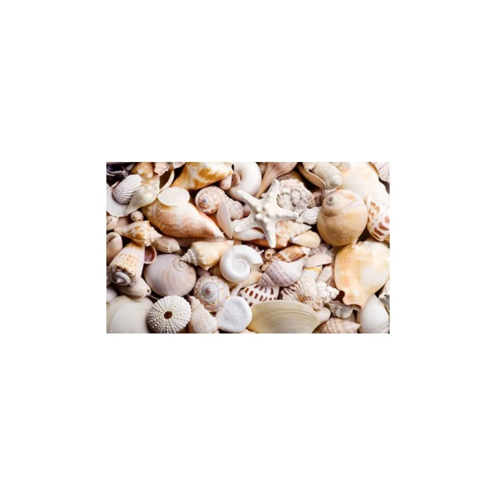 CONFEZIONE CONCHIGLIE MARE VERE ORNAMENTO PER ACQUARIO DECORAZIONI ARREDO