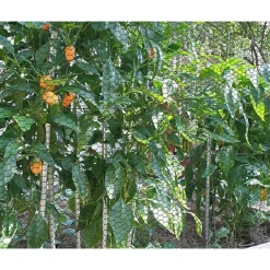 SET 3PZ RETE METALLICA PLASTIFICATA 1.5X3MT MAGLIA ESAGONALE 19MM RECINZIONE 020247