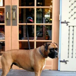 VENTOSE PORTA BAGAGLI VALIGIE BICICLETTA SICUREZZA AUTO FURGONE VIAGGIO VACANZA